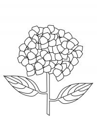Hortênsia