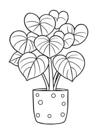Planta-coração (Hoya Kerrii)