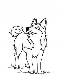 Cachorro husky