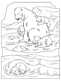 Urso polar