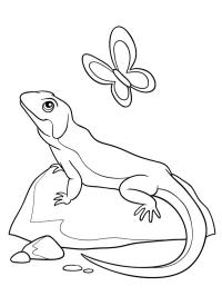 Camaleão e borboleta