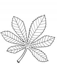 Folha de castanheira