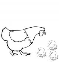Galinha com pintinhos