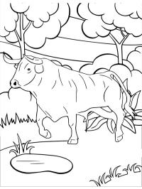 Vaca com chifres