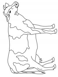 Vaca
