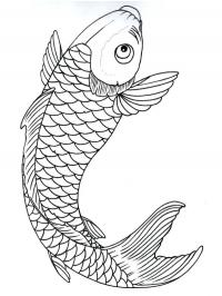 Carpa koi
