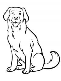 Cachorro labrador