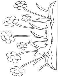 Lagarta da primavera