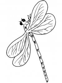 Libélula