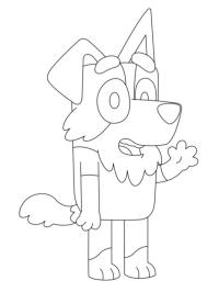 Mackenzie, a Border Collie