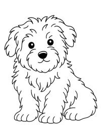 Cão maltês