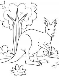 Canguru bonito