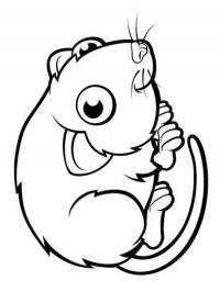 Rato