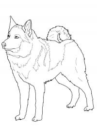 Elkhound norueguês