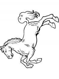 Cavalo empinando