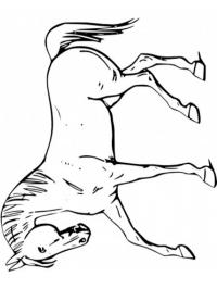 Cavalo