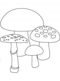 4 cogumelos