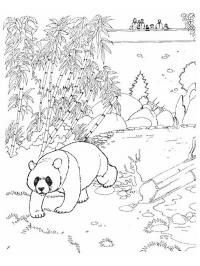 Urso panda no zoológico