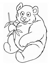 Urso panda