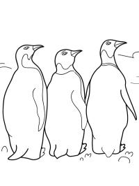 3 Pinguins