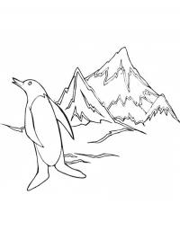Pinguim no Polo Sul