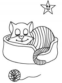 Gato na cesta