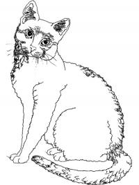 Gatinho