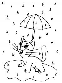 Gatinho na chuva