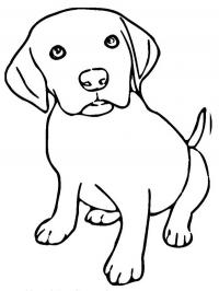 Cachorro filhote