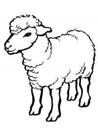 Ovelha