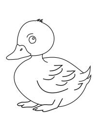 Pato fofo