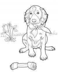 Cachorrinho fofo