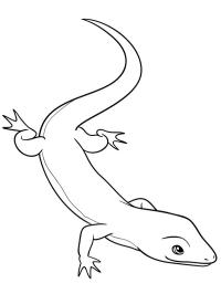 Camaleão fofo