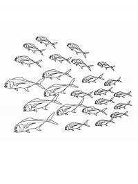 Cardume de peixes