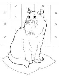 Gato siberiano