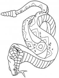 Cobra