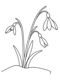 Flor-da-neve