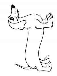 Cão Dachshund (Salsicha)