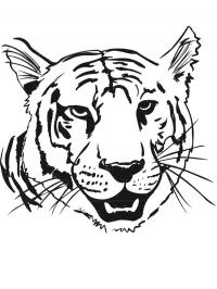 Cabeça de tigre