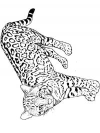 Leopardo
