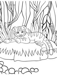 Filhote de tigre
