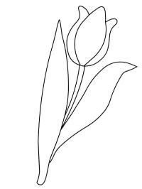 Flor de tulipa