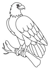 Falcão num galho
