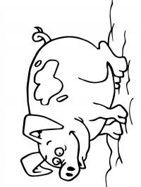 Porco
