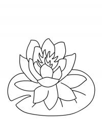 Flor de lírio-d’água