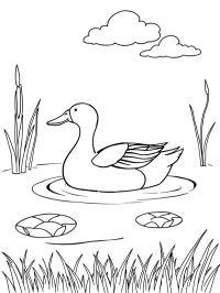 Pato selvagem