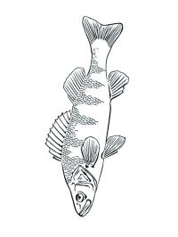 Robalo