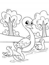Cisne com filhotes