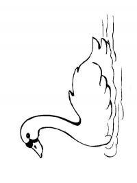 Cisne