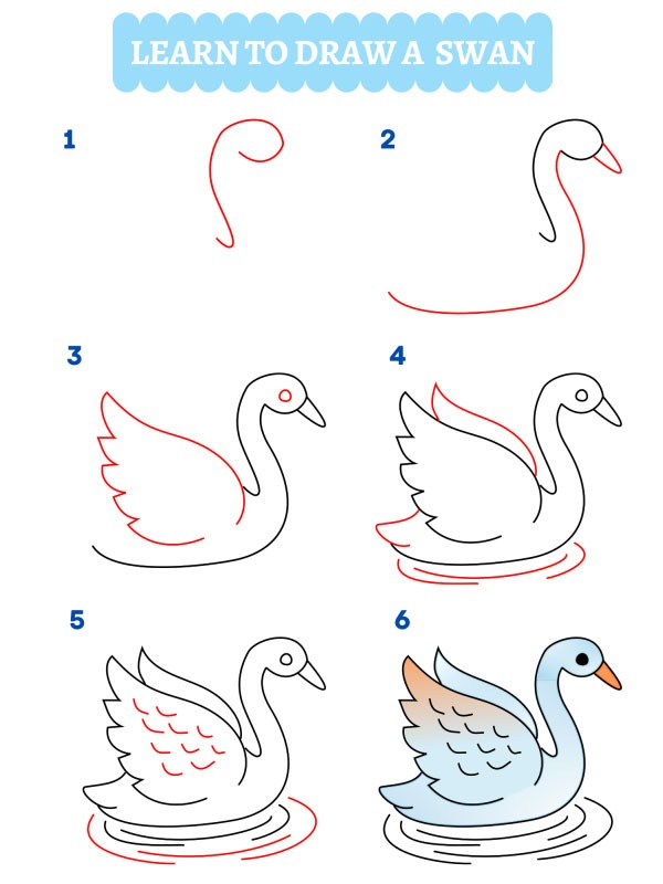 Como desenhar um cisne